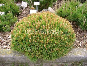 Сосна горная Бенджамин (Pinus mugo 'Benjamin')