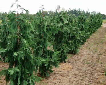 Кипарисовик горохоплодный Филифера Ауреа (Chamaecyparis pisifera 'Filifera Aurea')