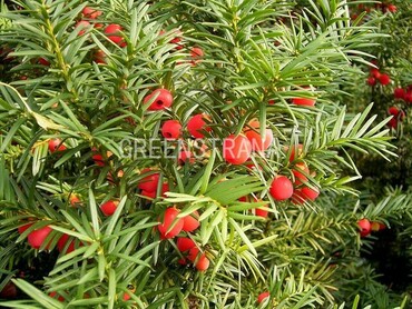 Тис ягодный (Taxus baccata)
