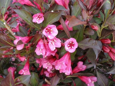 Вейгела цветущая Минор Блэк (Weigela florida 'Minor Black')