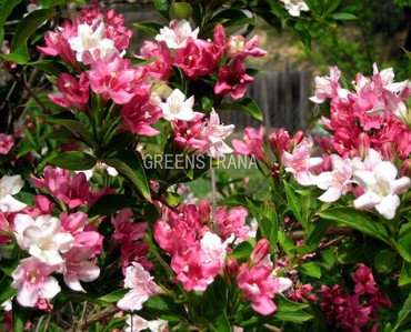 Вейгела цветущая Виктория (Weigela florida 'Victoria')