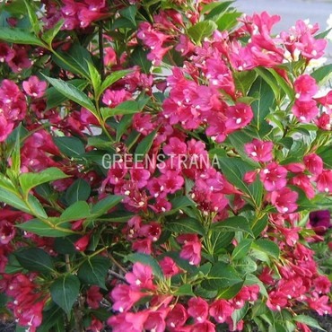 Вейгела цветущая Фолис Пурпуреис (Weigela florida 'Foliis Purpureis')