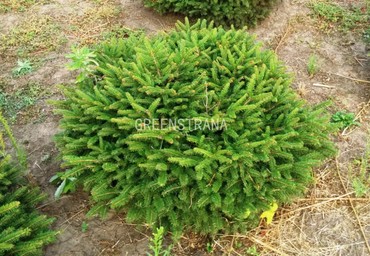 Ель обыкновенная Нидиформис (Picea abies 'Nidiformis')