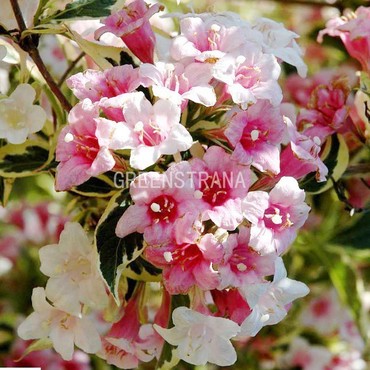 Вейгела цветущая Нана Вариегата (Weigela florida 'Nana Variegata')