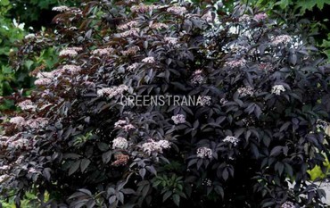 Бузина черная Блэк Бьюти (Sambucus nigra 'Black Beauty')