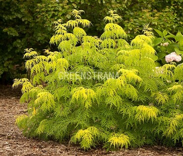 Бузина красная Сазерленд Голд (Sambucus racemosa 'Sutherland Gold')