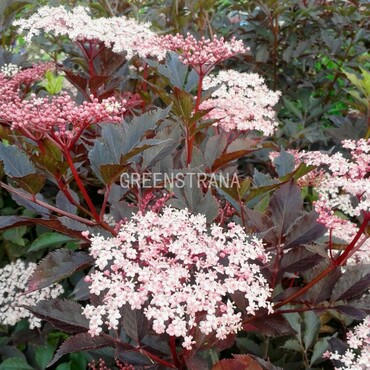 Бузина черная Тандерклауд (Sambucus nigra 'Thundercloud')