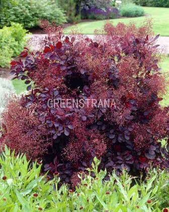 Скумпия кожевенная Роял Пёрпл (Cotinus coggygria 'Royal Purple')