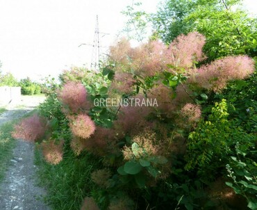 Скумпия кожевенная (Cotinus coggygria)