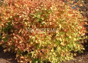 Калина обыкновенная Компактум (Viburnum opulus 'Compactum')