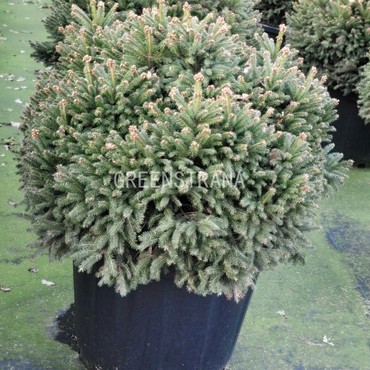 Ель обыкновенная Пигмея (Picea abies 'Pygmaea')