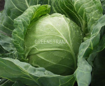 Капуста белокочанная Июньская (Brassica oleracea 'Iyunskaya')