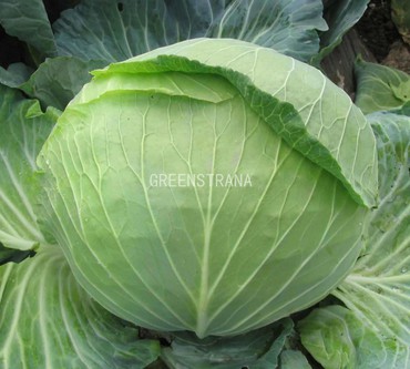 Капуста белокочанная Колобок (Brassica oleracea 'Kolobok')