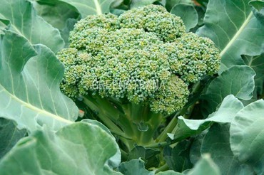 Капуста брокколи Тонус (Brassica oleracea var. italica 'Tonus')