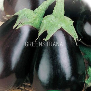 Баклажан Чёрный красавец (Solanum melongena 'Chyorny Krasavets')