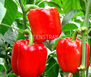 Перец сладкий Калифорнийское чудо (Capsicum annuum 'California Wonder')