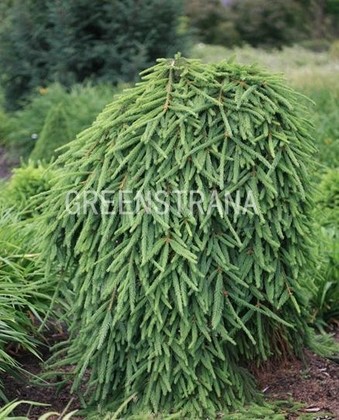 Ель обыкновенная Фробург (Picea abies 'Frohburg')