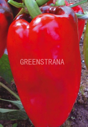 Перец сладкий Богатырь (Capsicum annuum 'Bogatyr')