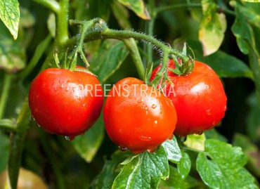 Томат Белый налив (Solanum lycopersicum 'Bely Naliv')