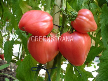 Томат Бычье сердце (Solanum lycopersicum 'Bychye Serdtse')