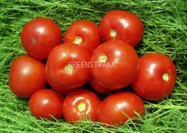 Томат Волгоградский (Solanum lycopersicum 'Volgogradsky')