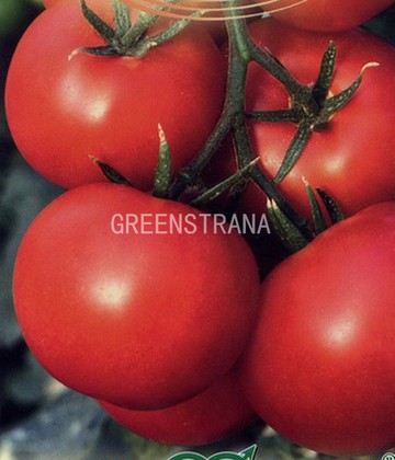 Томат Московия (Solanum lycopersicum 'Moskoviya')
