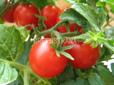 Томат Сибирский скороспелый (Solanum lycopersicum 'Sibirsky Skorospely')