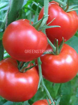 Томат Фламинго (Solanum lycopersicum 'Flamingo')