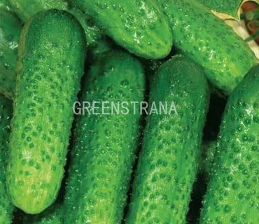 Огурец Пальчик (Cucumis sativus 'Palchik')