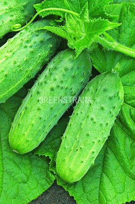 Огурец Конкурент (Cucumis sativus 'Konkurent')