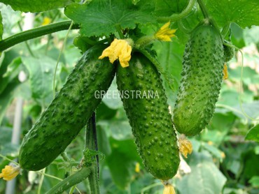 Огурец Родничок (Cucumis sativus 'Rodnichok')