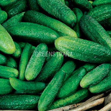 Огурец Парижский корнишон (Cucumis sativus 'Parizhsky Kornishon')