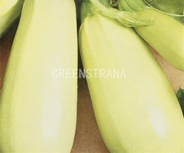 Кабачок Сосновский (Cucurbita pepo 'Sosnovsky')