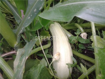 Кабачок Ролик (Cucurbita pepo 'Rolik')