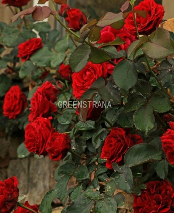 Роза плетистая Дон Жуан