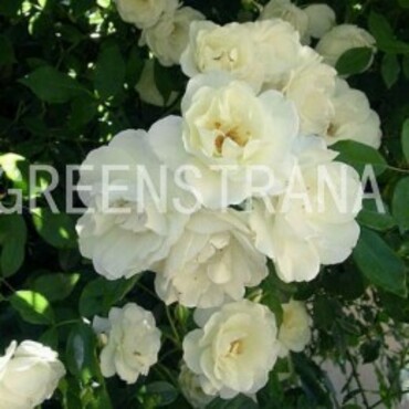 Роза плетистая Клайминг Вирго (Rosa 'Climbing Virgo')