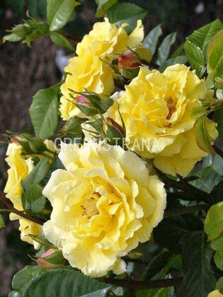 Роза плетистая Клайминг Ландора (Rosa 'Climbing Landora')