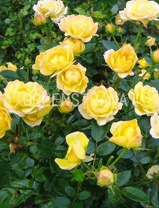 Роза почвопокровная Йеллоу Фэйри (Rosa 'Yellow Fairy')