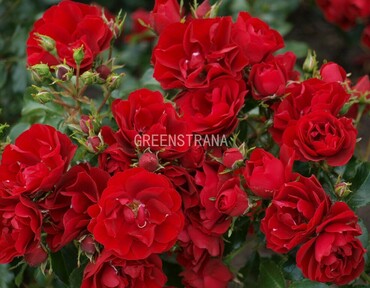 Роза почвопокровная Ред Фэйри (Rosa 'Red Fairy')