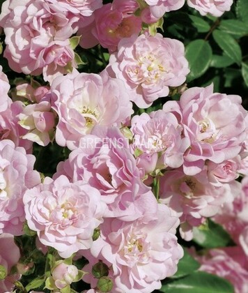 Роза почвопокровная Фэйри (Rosa 'The Fairy')