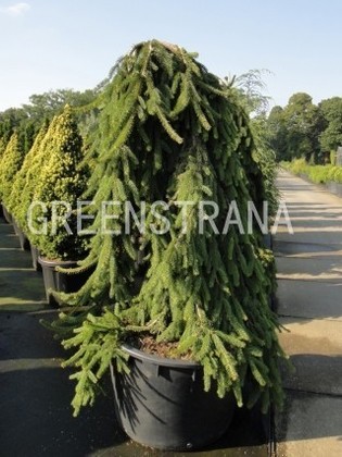 Ель обыкновенная Инверса (Picea abies 'Inversa')