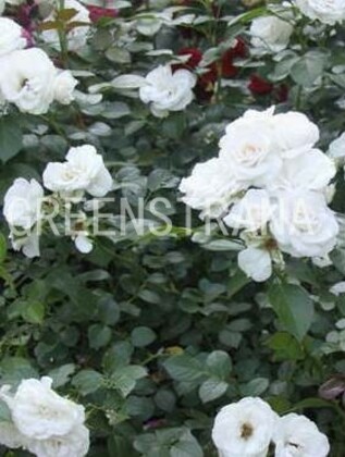 Роза почвопокровная Вайт Фейри (Rosa 'White Fairy')