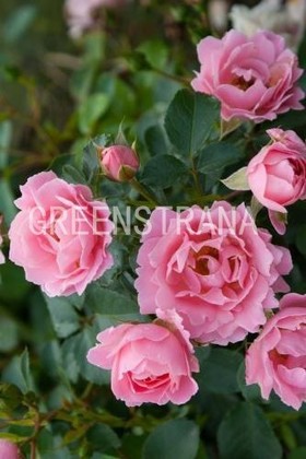 Роза почвопокровная Зоммервинд (Rosa 'Sommerwind')