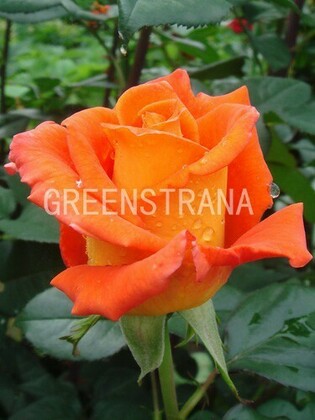 Роза чайно-гибридная Моника (Rosa 'Monica')