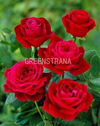 Роза чайно-гибридная Мистер Линкольн (Rosa 'Mr. Lincoln')