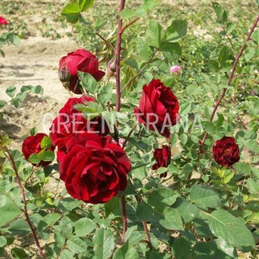 Роза канадская парковая Аделаида Худлес (Rosa 'Adelaide Hoodless')