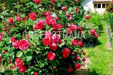 Роза канадская парковая Александр Макензи (Rosa 'Alexander MacKenzie')