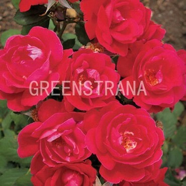 Роза канадская парковая Виннипег Паркс (Rosa 'Winnipeg Parks')