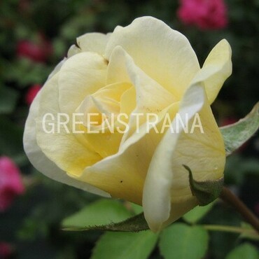 Роза канадская парковая Ж.П. Коннел (Rosa 'J.P. Connell')