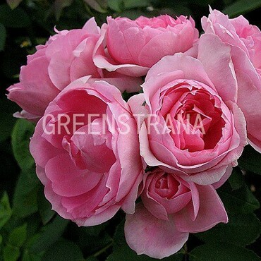 Роза канадская парковая Прайри Джой (Rosa 'Prairie Joy')